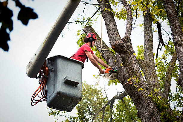 Best Tree Removal Services  in Walled Lake, MI